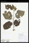 Solanum torvum Sw.