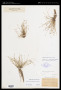 Isolepis cernua (Vahl) Roem. & Schult.