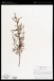 Phyllanthus stipulatus (Raf.) G.L.Webster
