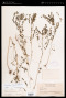 Phyllanthus stipulatus (Raf.) G.L.Webster