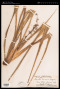 Dianella lavarum O.Deg.