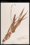Chlorophytum intermedium Craib