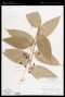 Maianthemum paniculatum (M.Martens & Galeotti) LaFrankie
