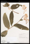 Maianthemum Weber