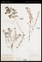 Hedyotis purpurea var. tenuifolia (Nutt.) Fosberg