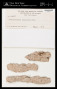 Anthracothecium subglobosum Riddle