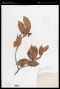 Drypetes neglecta (Koord.) Pax & K.Hoffm.