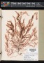 Polysiphonia flexicaulis (Harv.) Collins