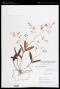 Epidendrum diffusum Sw.