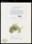 Usnea subscabrosa Motyka