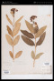 Asclepias purpurascens L.