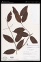 Parahancornia fasciculata (Poir.) Benoist