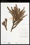 Dacrydium beccarii Parl.