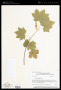 Acer circinatum Pursh