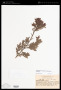 Retrophyllum comptonii (J.Buchholz) C.N.Page