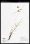 Cyperus retroflexus Buckley