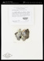 Fuscidea arcuatula (Arnold) Hertel, V.Wirth & Vězda