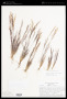 Aristida