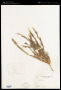 Arundinaria