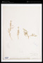 Aeluropus lagopoides (L.) Trin. ex Thwaites