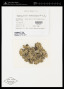Hypogymnia enteromorpha (Ach.) Nyl.