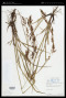Carex filicina var. meiogyna (Nees) Strachey