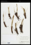 Carex deasyi (C.B.Clarke) O.Yano & S.R.Zhang