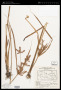 Cyperus procerus Rottb.