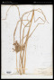 Cyperus javanicus Houtt.