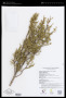 Juniperus californica Carrière