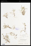Isachne pauciflora Hack.