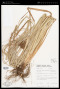 Cyperus macrophyllus (Brongn.) Boeckeler