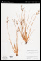 Fimbristylis dichotoma (L.) Vahl