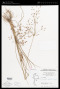 Fimbristylis dichotoma (L.) Vahl