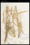 Panicum luzonense J.Presl