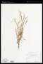 Panicum angustum Trin.