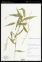 Oplismenus undulatifolius (Ard.) P.Beauv.