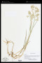 Poa palustris L.