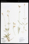 Silene douglasii Hook.