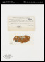 Caloplaca elegans (Link) Th.Fr.