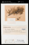 Ramalina dalmatica J.Steiner & Zahlbr.