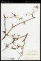 Smilax menispermoidea A.DC.