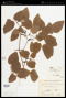 Smilax menispermoidea A.DC.