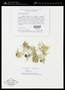 Usnea cornuta Körb.