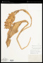 Curcuma caulina J.Graham
