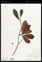 Myrica