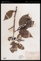 Alnus nepalensis D.Don