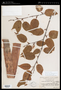 Betula utilis D.Don