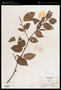 Betula utilis D.Don