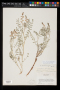 Astragalus straturensis M.E.Jones
